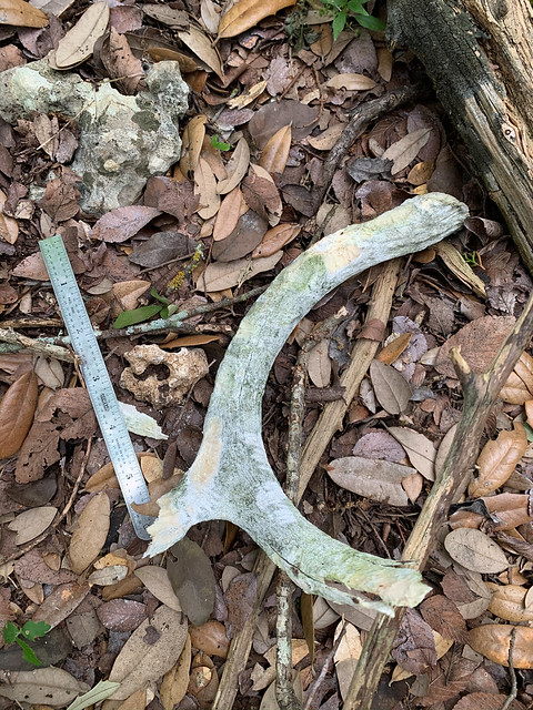 White-tailed Deer Antler with chew marks