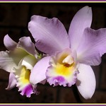 My 'Puppy Love' Cattleya Orchid