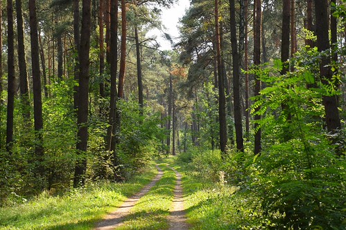 summer moods by JoannaRB2009, summer in the woodssummer woods forest landscape view path road green nature tree trees łódzkie lodz