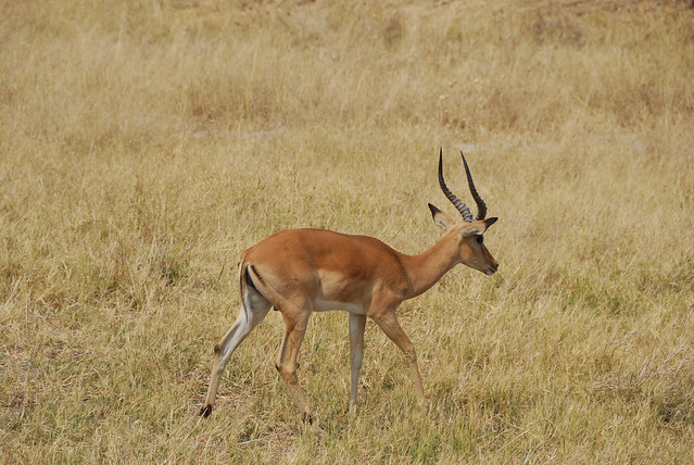 Botswana-Savuti_16-gazzelle