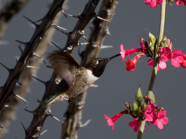 hummingbird feasting on penstemon