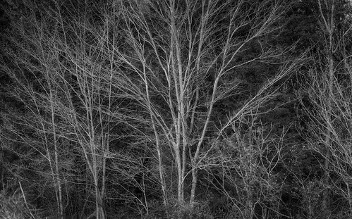 monochrome monochromatic blackandwhite bw moody sad cloudy grey dark black white outside outdorrs dead spring maryland md brookville montgomerycounty moco bluemash naturetrail hike woods forest nature natural trees sony alpha a7riii ilce7rm3 landscape sel85f18 85mm telephoto short