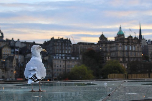 canon edinburgh seagull bird trip travel view dusk scotland october