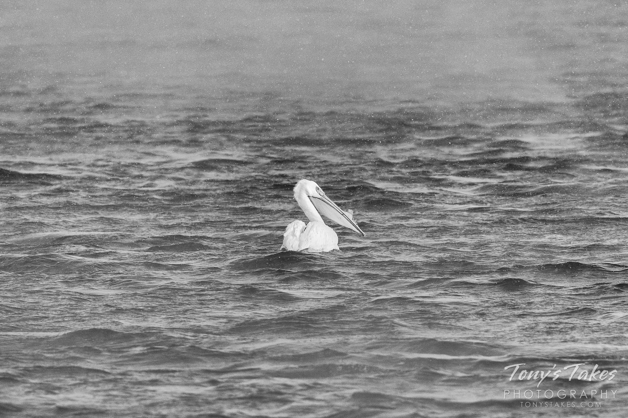 American white pelican weathering the storm in black and white