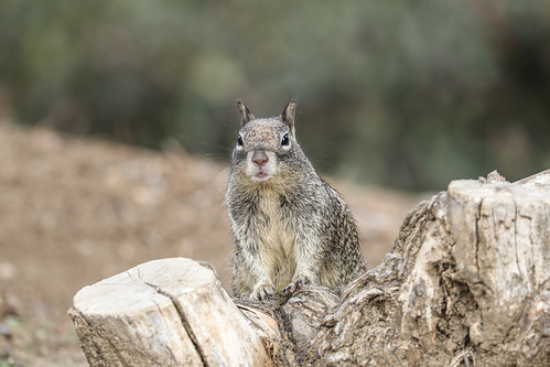 California Ground Squirrel | by Michael Loyd 1