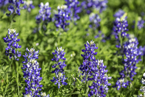 texas usa washingtoncounty blue bluebonnets chappellhill flowers image intimatelandscape landscape outdoors photo photograph wildflowers f35 mabrycampbell april 2020 april12020 20200401campbellh6a6289 200mm ¹⁄₁₀₀₀sec iso100 ef200mmf28liiusm