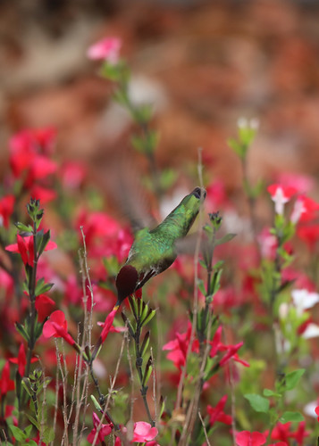 annashummingbird salvia hotlips hummingbird covid19 novato