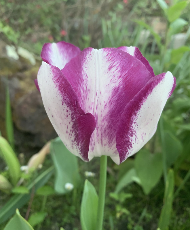 Stripe white magenta tulip