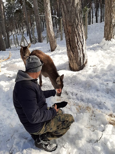 Feeding deer. Eskişehir.  Türkiye.
