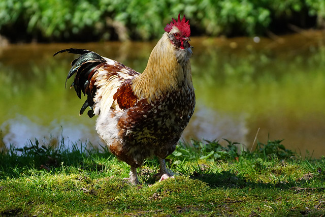 Chicken or rooster?  Huhn oder Hahn?
