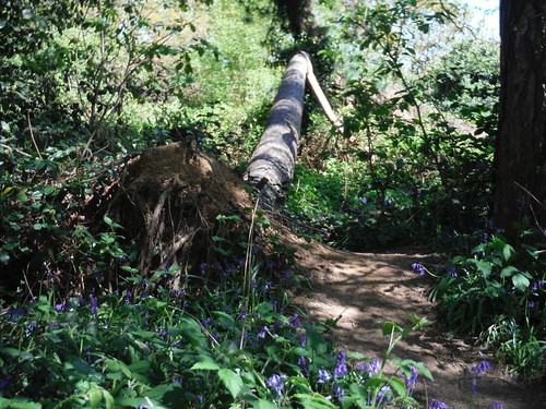 Bluebells in Jack Wood SWC Short Walk 44 - Oxleas Wood and Shooters Hill (Falconwood Circular)