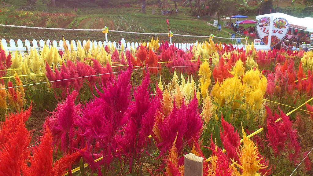 sirao flower farm