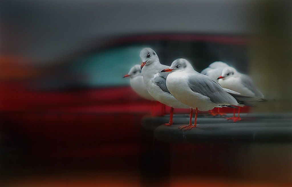 Gaviotas en la ciudad. Seagulls in the city.  (Charadriiformes, Laridae)
