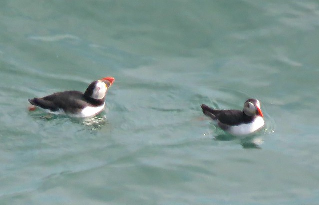 Puffins Swimming!