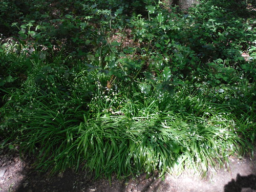 Wild Garlic in Shepherdleas Wood SWC Short Walk 44 - Oxleas Wood and Shooters Hill (Falconwood Circular)