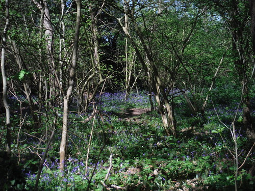Bluebells in Shepherdleas Wood SWC Short Walk 44 - Oxleas Wood and Shooters Hill (Falconwood Circular)