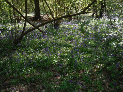 Bluebells in Shepherdleas Wood SWC Short Walk 44 - Oxleas Wood and Shooters Hill (Falconwood Circular)