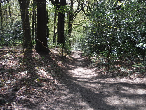 Back into Jack Wood SWC Short Walk 44 - Oxleas Wood and Shooters Hill (Falconwood Circular)