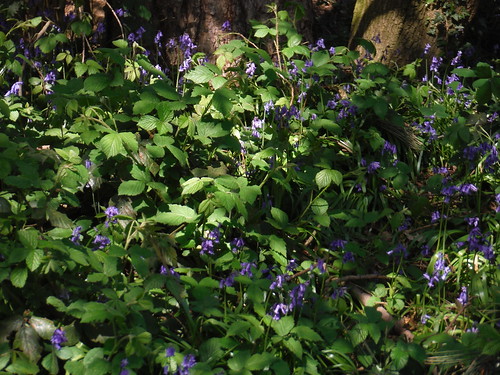 Bluebells in Jack Wood SWC Short Walk 44 - Oxleas Wood and Shooters Hill (Falconwood Circular)