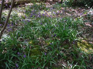 First Bluebells en route: Shepherdleas Wood SWC Short Walk 44 - Oxleas Wood and Shooters Hill (Falconwood Circular)