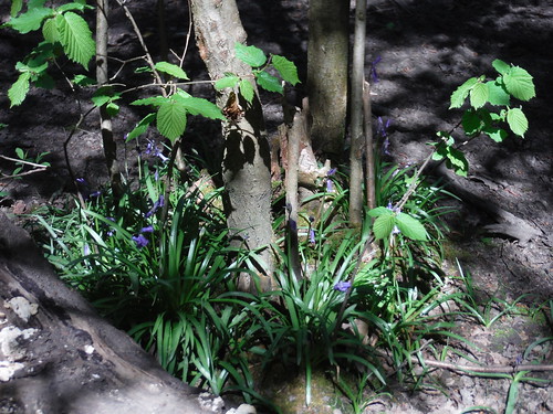 Bluebells in Oxleas Wood SWC Short Walk 44 - Oxleas Wood and Shooters Hill (Falconwood Circular)