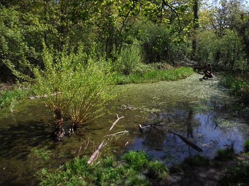 Pond off Green Chain Walk, Oxleas Wood SWC Short Walk 44 - Oxleas Wood and Shooters Hill (Falconwood Circular)