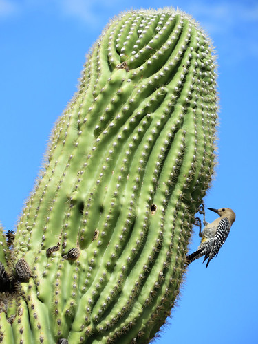 greenvalley arizona sonorandesert saguaro crestedsaguaro gilawoodpecker bird wildlife
