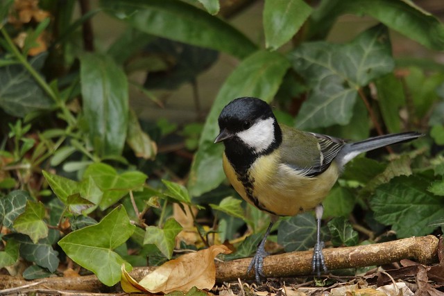 Great Tit   (Parus major) Taken in my garden during this period of general confinement