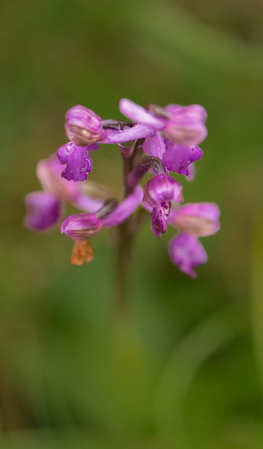 Petite orchidée sauvage