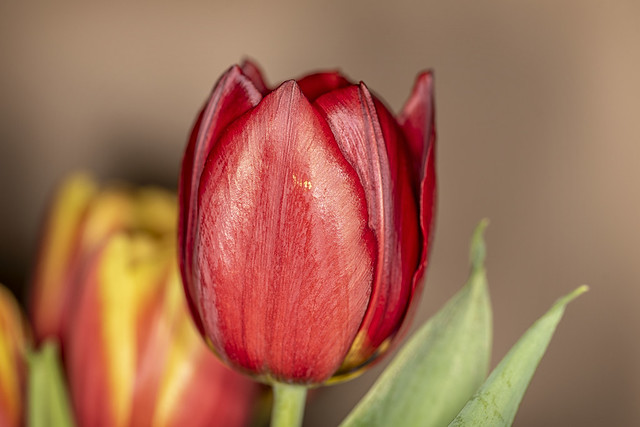 A red tulip