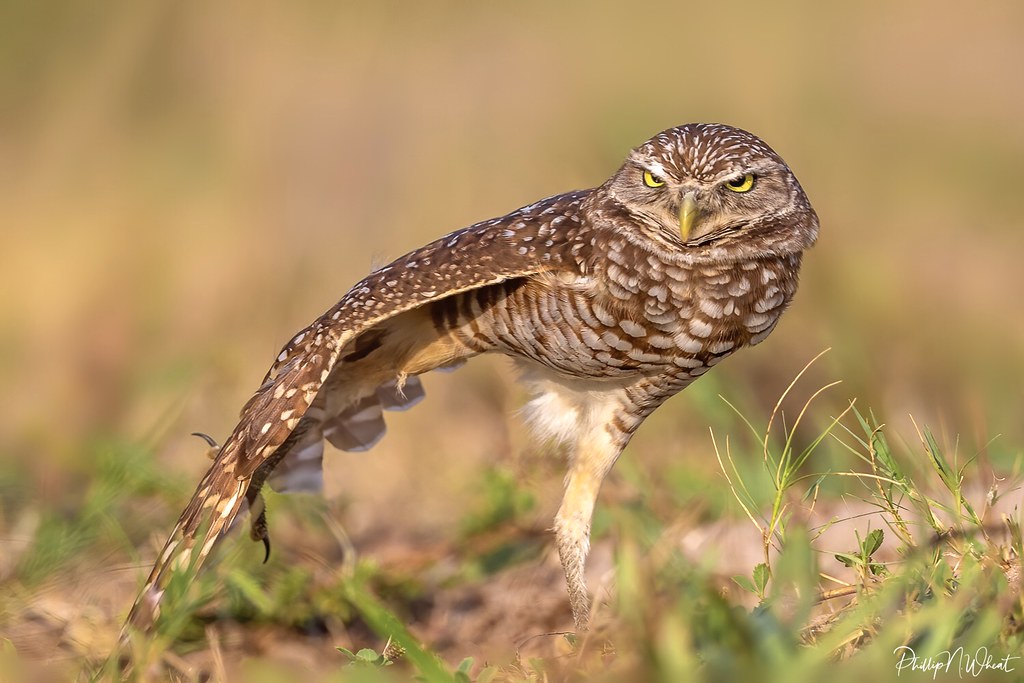 Owl Legs: what do owl legs look like?