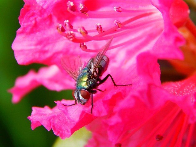 Rhododendron with Fly