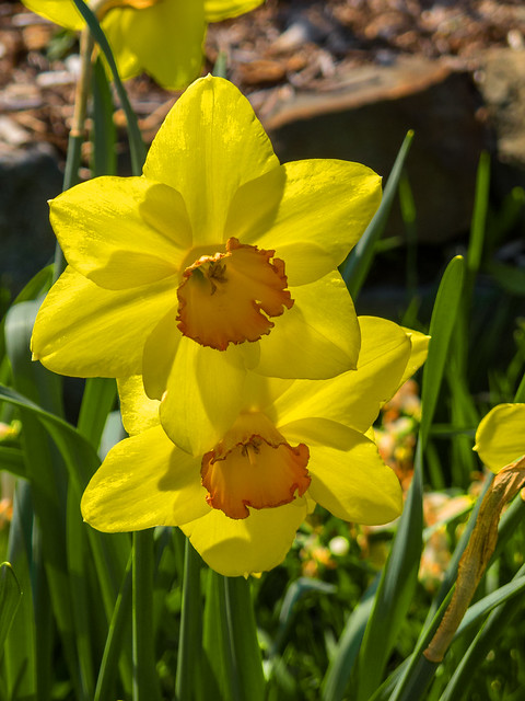 Daffodils_18188