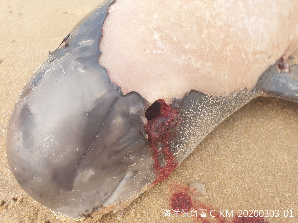 金門死亡擱淺的東亞露脊鼠海豚的左側頭部及胸鰭基部有明顯的人為穿刺傷。圖片提供：海保署。