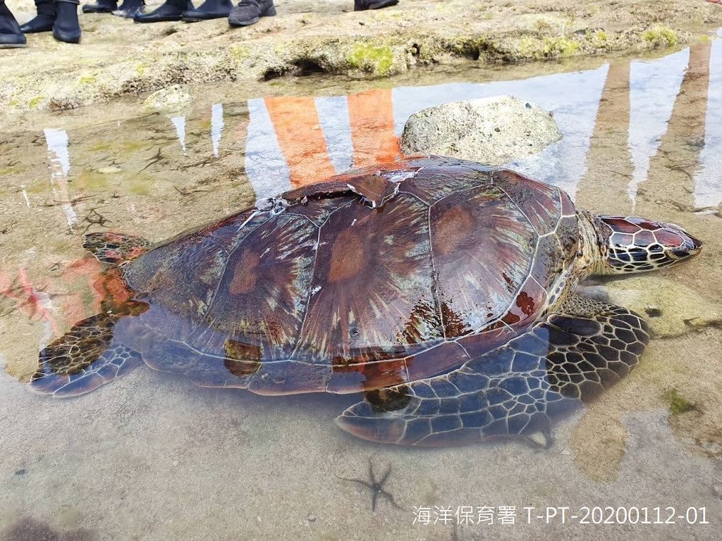 屏東小琉球背甲有螺旋槳傷痕的綠蠵龜。圖片提供：海保署。