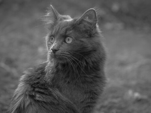 Wandering kitten wondering | Nikkor 105mm 1:2.5 | Demetri Dourambeis ...