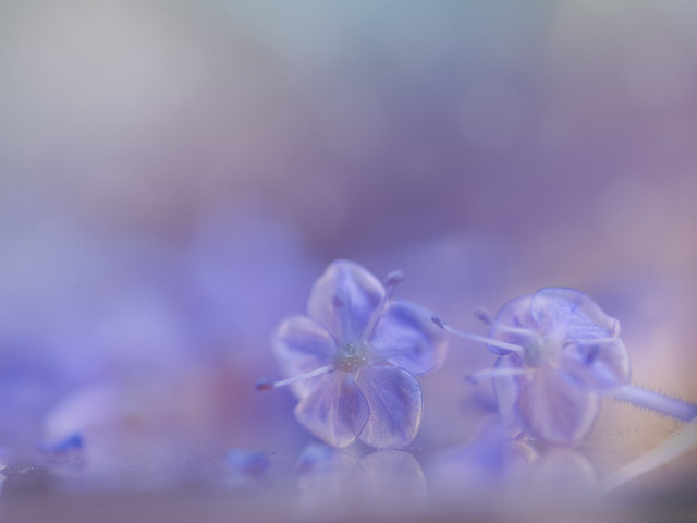 Blue lace flower