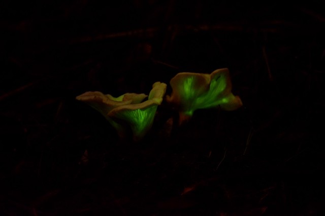 Luminescence - ghost fungi Omphalotus midiformis