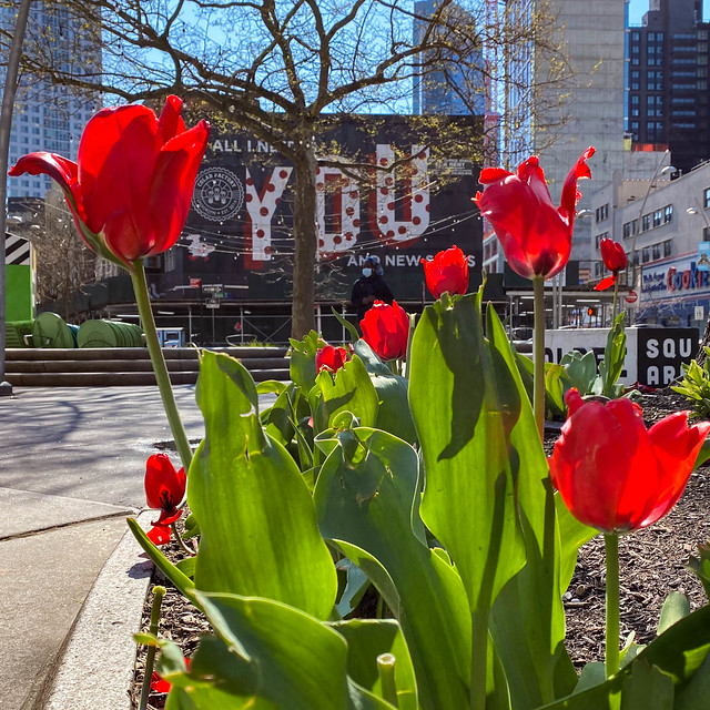The Epic Walk (Albee Square with red tulips) - 4/19/20