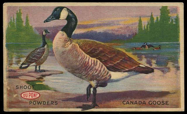 Canada Goose, Shoot DuPont Powders, circa 1916 - Advertising Postcard