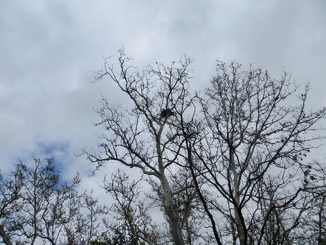 hawk's nest in the santa monica mountains