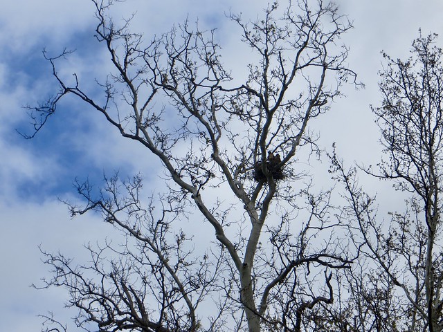 hawks nest