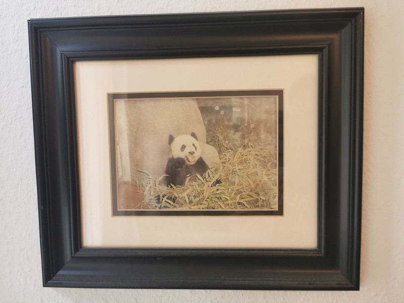 Panda Bear eating bamboo