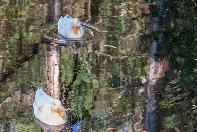 Reflections on a duck pond