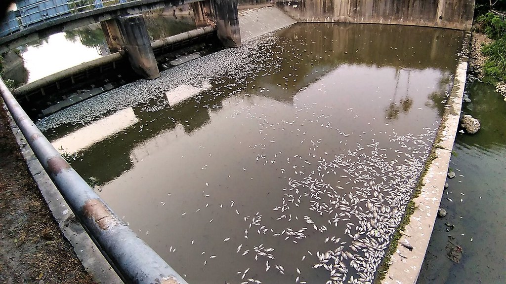 十三寮排水番仔圳制水閘門下池4月20日已出現大量死魚2。張豐年提供
