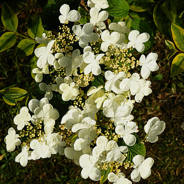 Flores blancas - White flowers