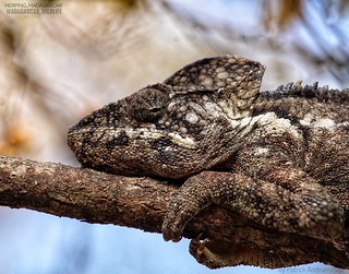 Malagasy giant chameleon (Furcifer oustaleti) - 20190811124328_IMG_3264-01