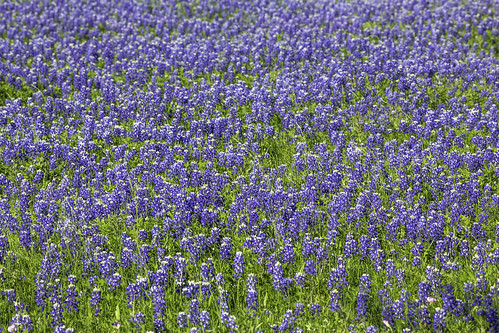 chappelhill texas usa washingtoncounty blue bluebonnets field image landscape outdoors photo photograph wildflowers f11 mabrycampbell april 2020 april12020 20200401campbellh6a6352 200mm ¹⁄₂₀₀sec iso100 ef200mmf28liiusm fav10