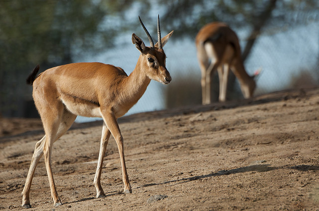 Eudorcas rufifrons laevipes - Sudan Red-fronted Gazelle