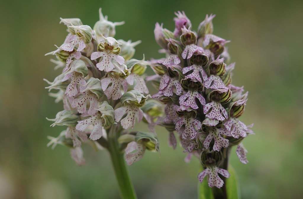 Milchweißes Knabenkraut, Neotinea lactea